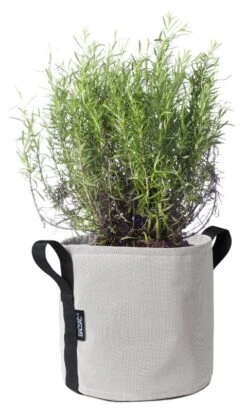 Bacsac Kangasruukku, Luonnonvalkoinen 9 Bacsac Kangasruukku, Luonnonvalkoinen -Puutarha Unelma 157371 1 Pot 10 L BACSACAE