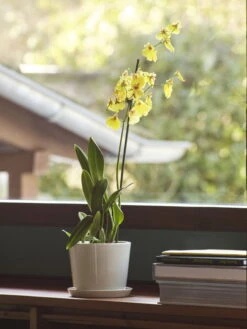 HAY Botanical Family Ruukku Ja Lautanen, M, Luonnonvalkoinen 6 HAY Botanical Family Ruukku Ja Lautanen, M, Luonnonvalkoinen -Puutarha Unelma Botanical Family M off white