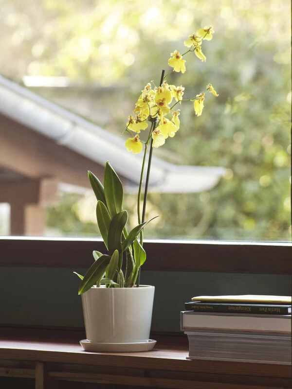 HAY Botanical Family Ruukku Ja Lautanen, M, Luonnonvalkoinen 3 HAY Botanical Family Ruukku Ja Lautanen, M, Luonnonvalkoinen - Image 3