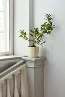 HAY Botanical Family Ruukku Ja Lautanen, XL, Luonnonvalkoinen 7 HAY Botanical Family Ruukku Ja Lautanen, XL, Luonnonvalkoinen -Puutarha Unelma Botanical Family off white 1