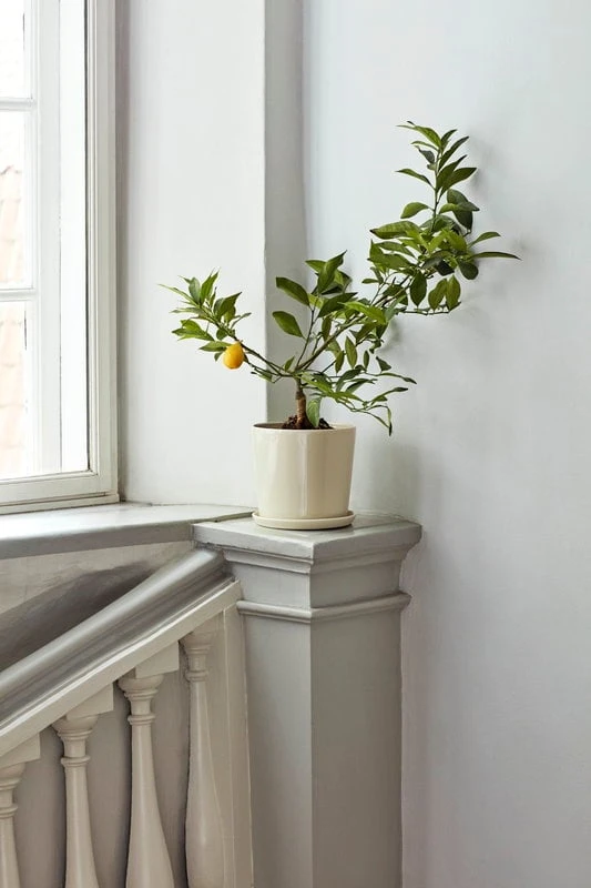 HAY Botanical Family Ruukku Ja Lautanen, XL, Luonnonvalkoinen 4 HAY Botanical Family Ruukku Ja Lautanen, XL, Luonnonvalkoinen - Image 4