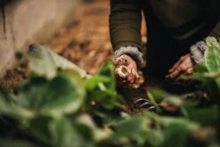 Fiskars Xact Pikkuharava -Puutarha Unelma Fiskars Garden Action Xact Hand rake 1027044