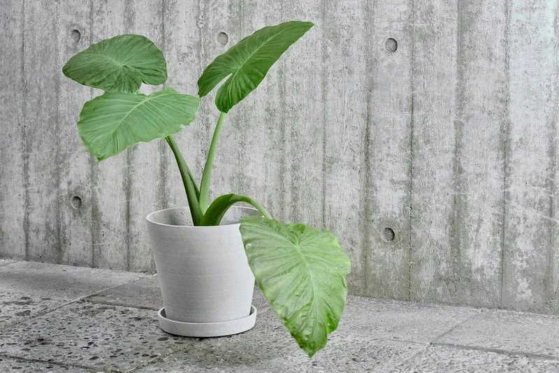 HAY Flowerpot Ruukku Ja Lautanen XL, Harmaa 3 HAY Flowerpot Ruukku Ja Lautanen XL, Harmaa - Image 3