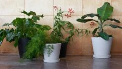 HAY Flowerpot Ruukku Ja Lautanen XXL, Harmaa 6 HAY Flowerpot Ruukku Ja Lautanen XXL, Harmaa -Puutarha Unelma Flowerpot XXL XXXL