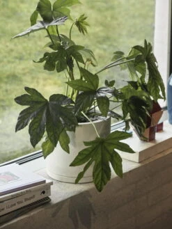 HAY Plant Pot Ruukku Ja Lautanen, XXL, Valkoinen 5 HAY Plant Pot Ruukku Ja Lautanen, XXL, Valkoinen -Puutarha Unelma Plant Pot with Saucer off white