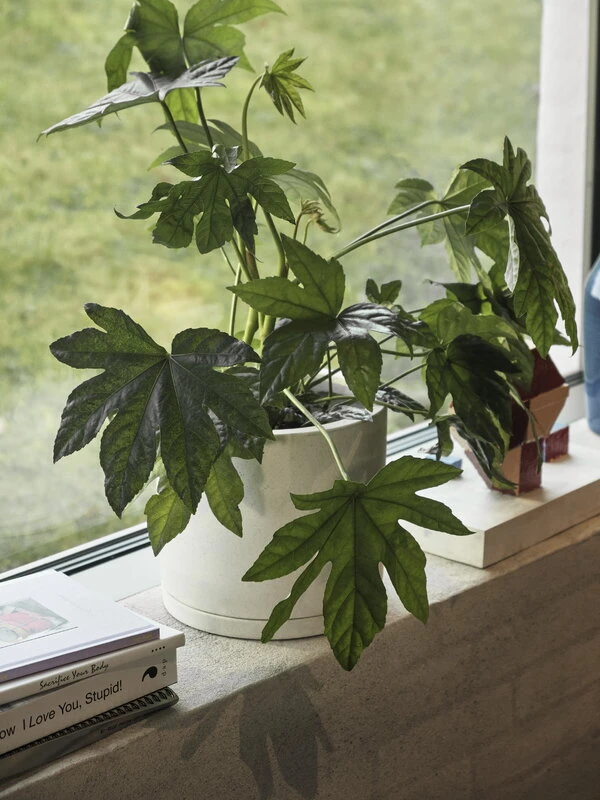 HAY Plant Pot Ruukku Ja Lautanen, XXL, Valkoinen 3 HAY Plant Pot Ruukku Ja Lautanen, XXL, Valkoinen - Image 3