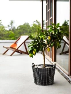 Korbo Istutuspussi 24, 3 Kpl 11 Korbo Istutuspussi 24, 3 Kpl -Puutarha Unelma korno Classic 24 planting bag tree