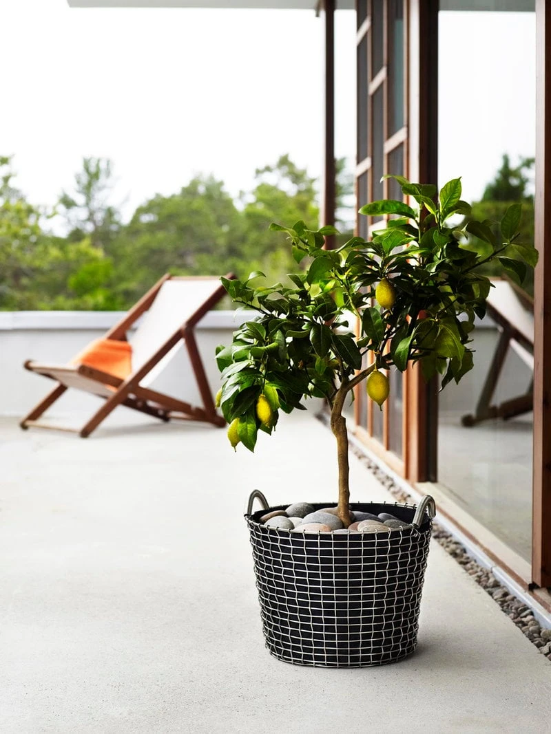 Korbo Istutuspussi 24, 3 Kpl 6 Korbo Istutuspussi 24, 3 Kpl - Image 6